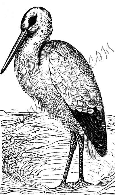 Щъркел в гнездо