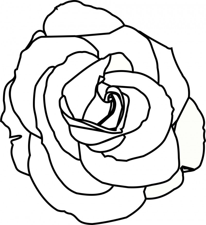 Rose 1