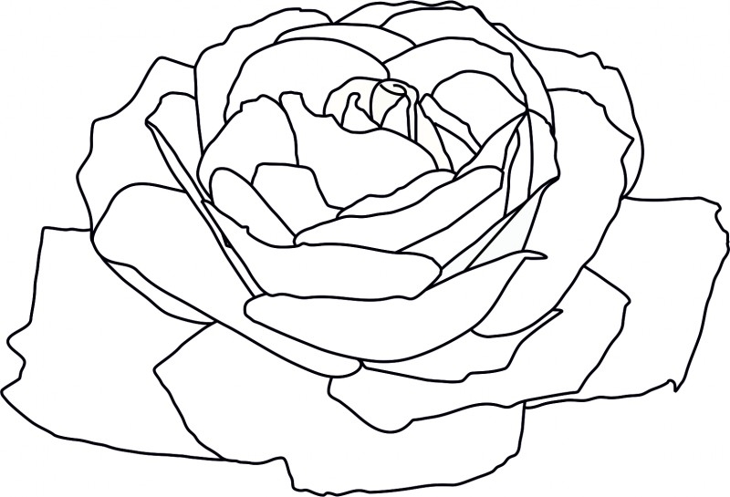 Rose 2
