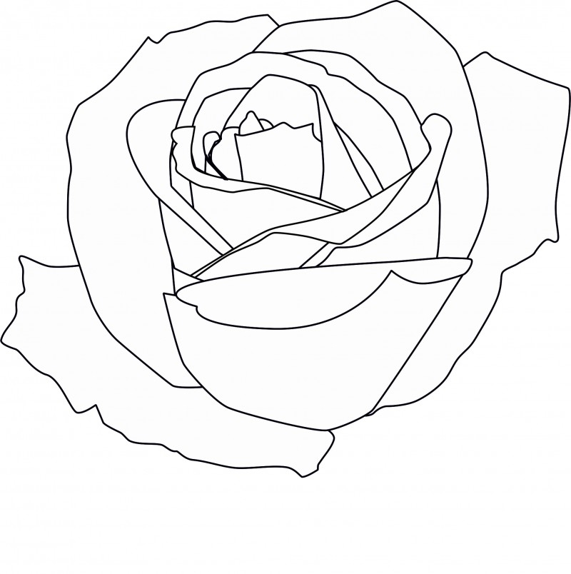 Rose 4