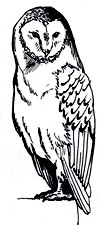 owl
