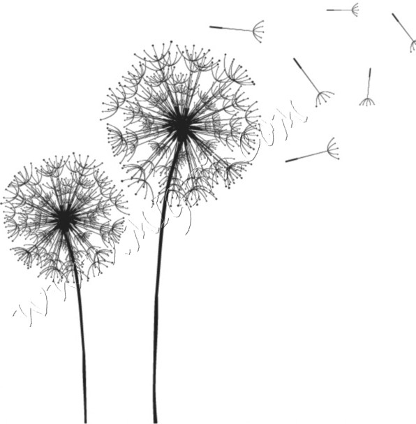 Dandelion 