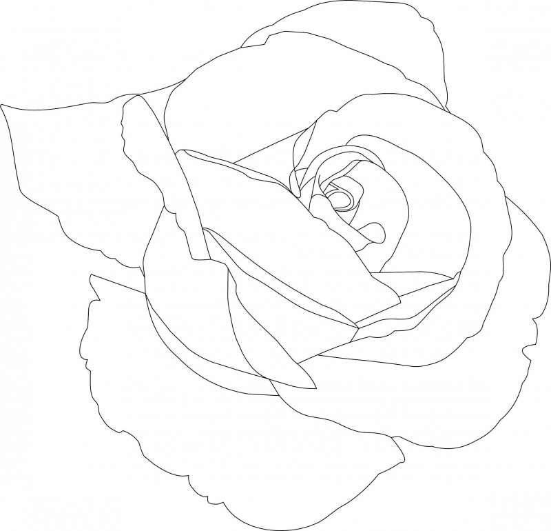 Rose 5
