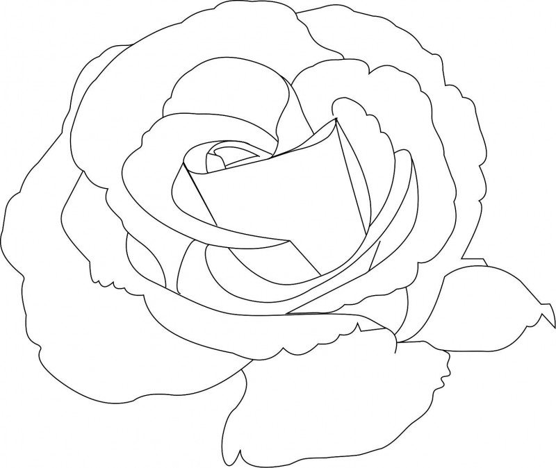 Rose 7
