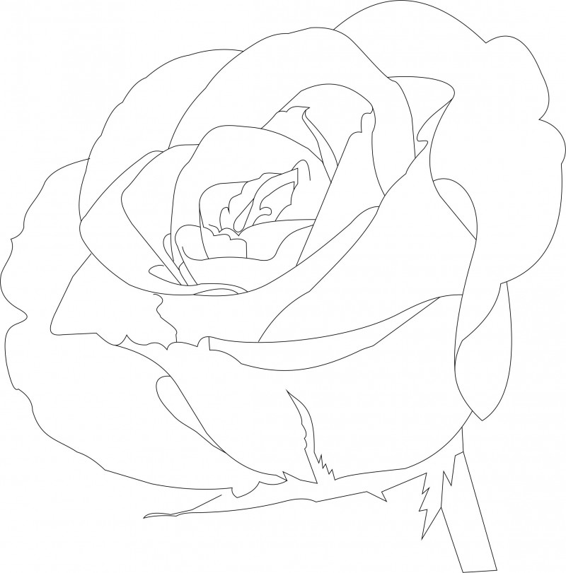 Rose 8