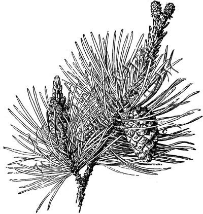 Pine branch