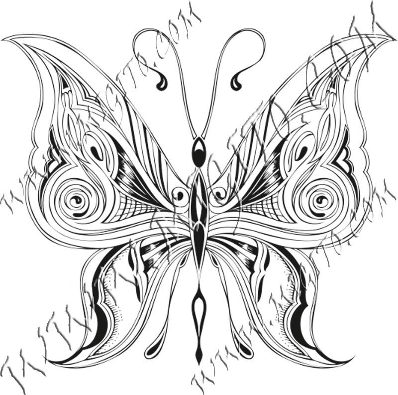 Butterfly 4