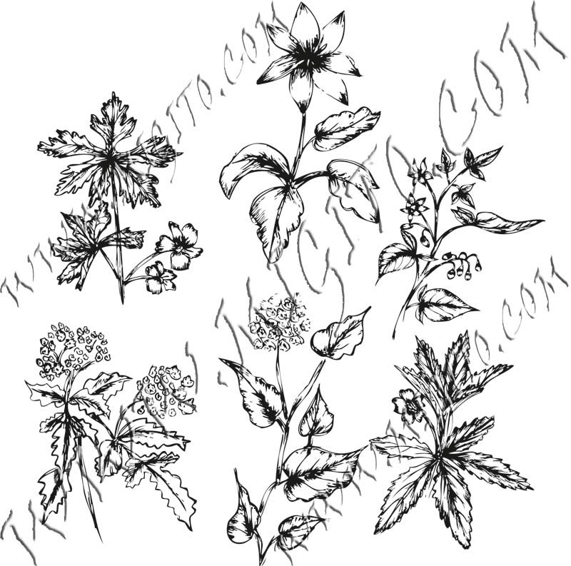 Полски цветя 3