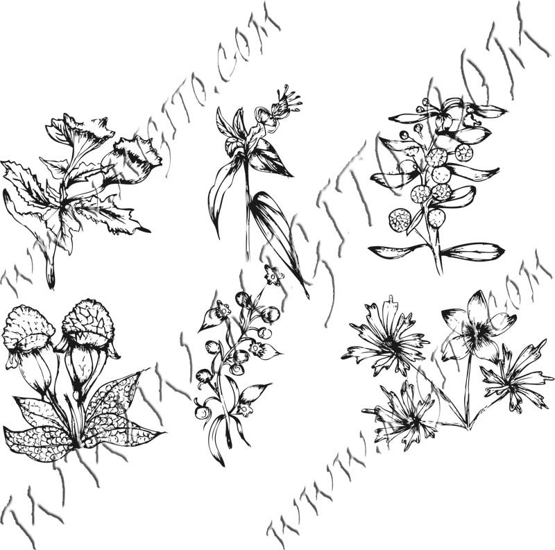 Полски цветя 4